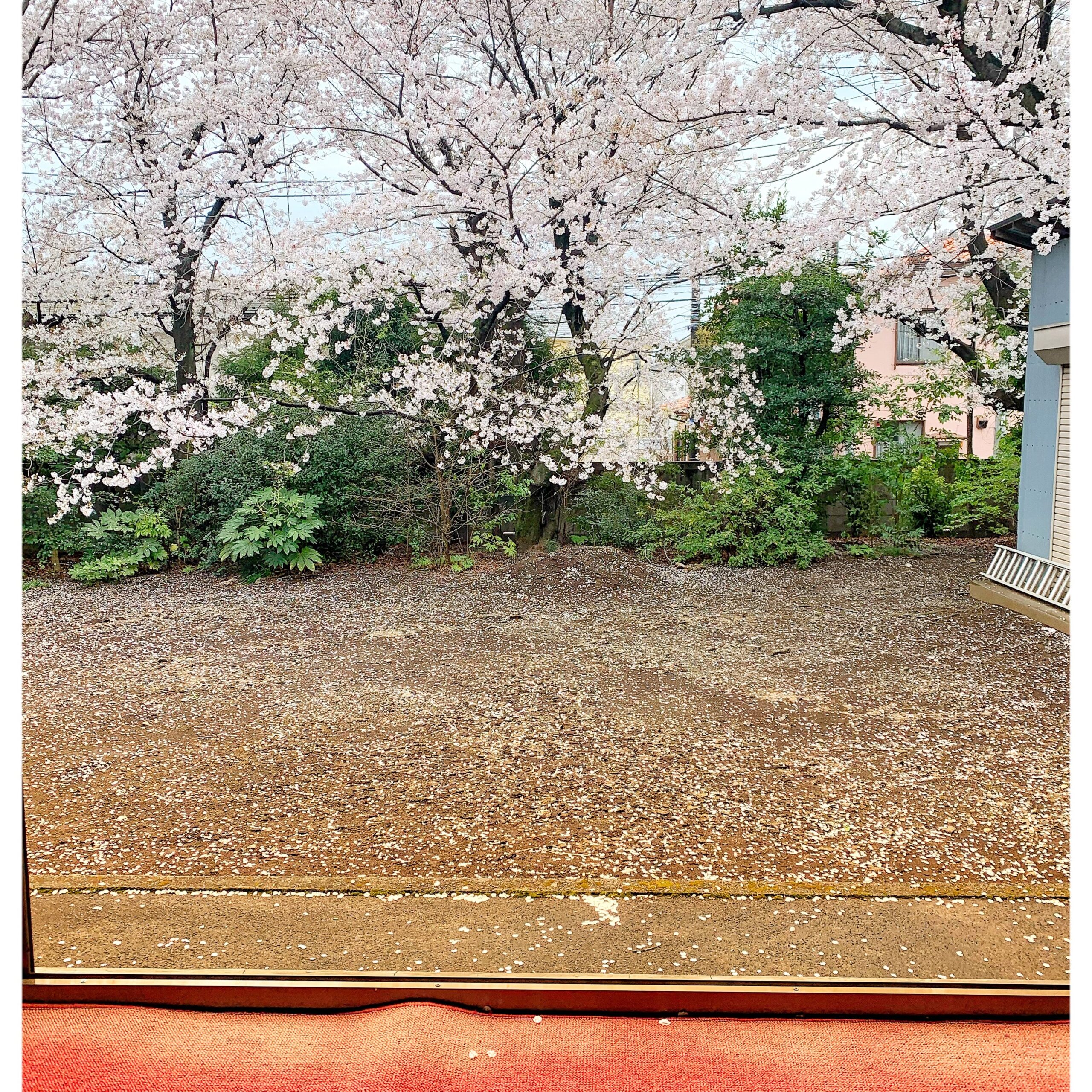 春の景色 さくらの絨毯